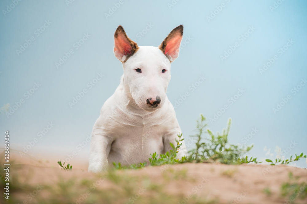 Obraz premium standardowy angielski bulterier szczeniak