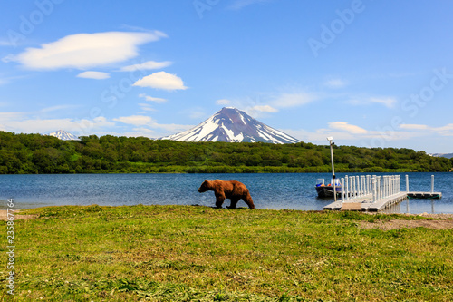 Brown bear (Ursus arctos beringianus) walking near Kurile Lake against the background of the volcano Ilyinsky . Kamchatka Peninsula, Russia