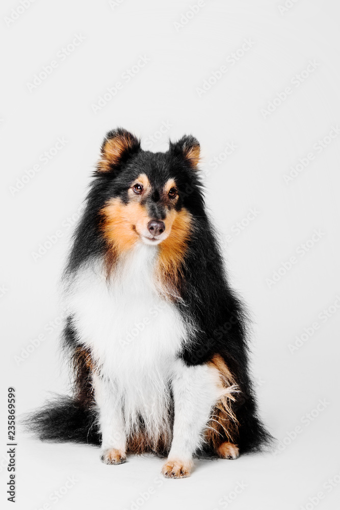 Shetland Sheepdog on a white background