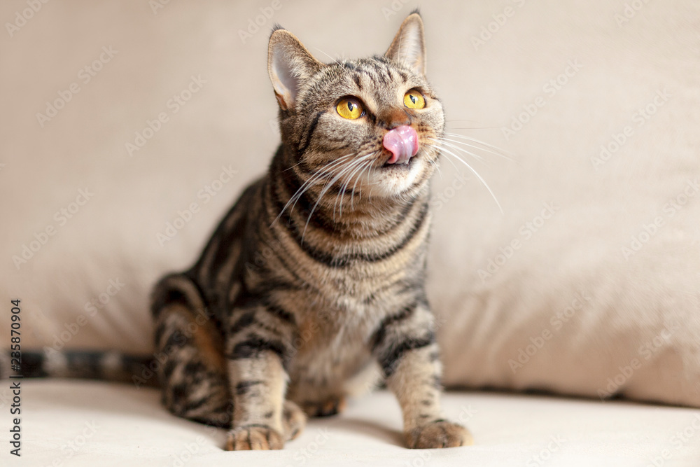 British Short hair cat with bright yellow eyes sits on the beige sofa licking with tongue. Tebby color, indoors. Cute cat at home wants delicacy.
