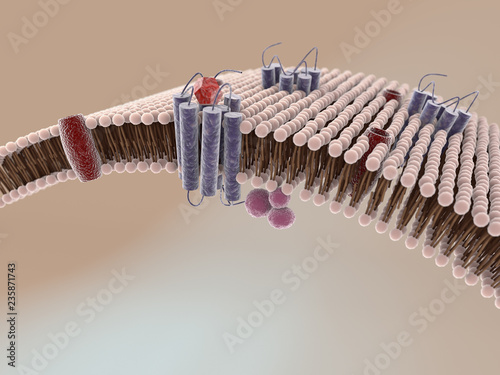 Lipiddoppelschicht / Zellmembran mit Rezeptoren