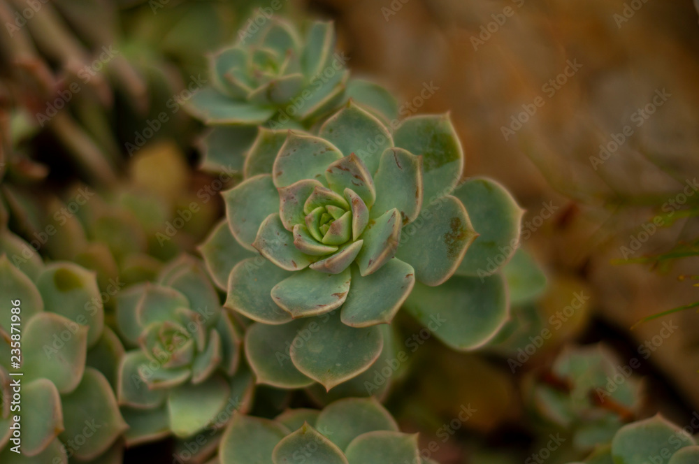 Fototapeta premium succulent