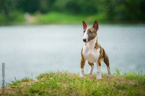 Foto miniature bull terrier
