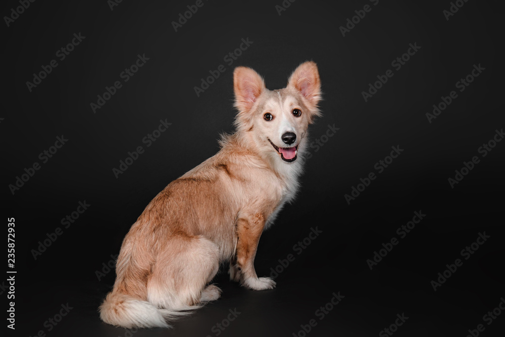 Obraz premium Mixed breed dog on a black background in the studio