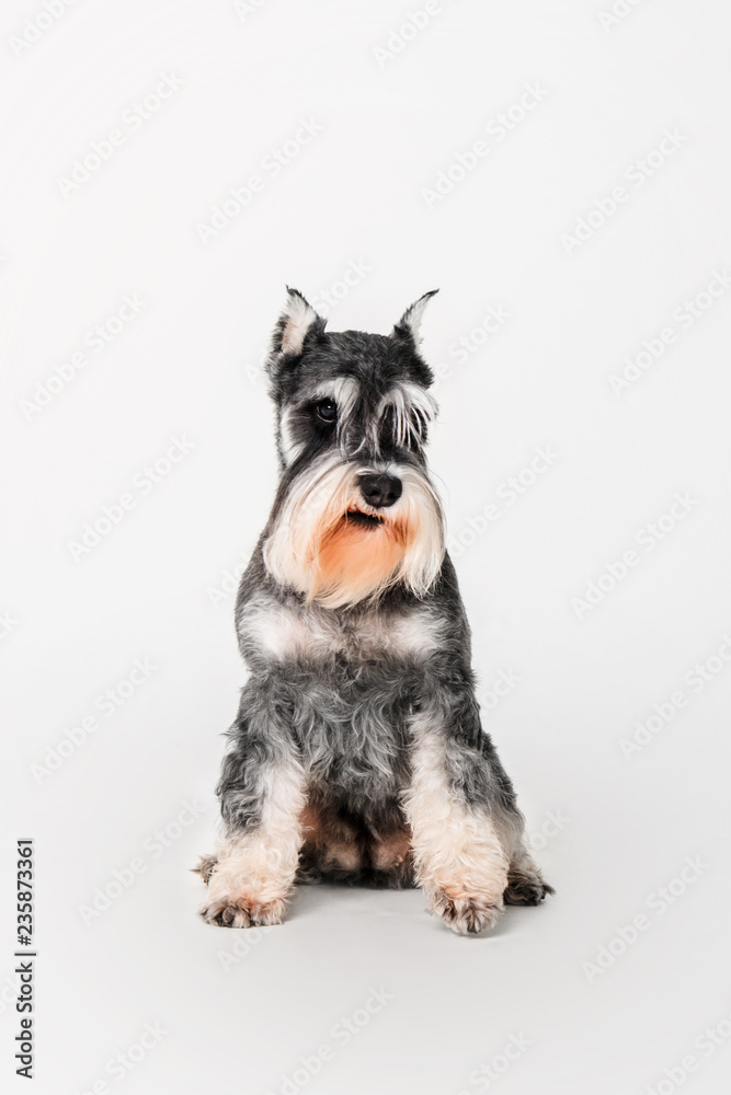 Miniature Schnauzer dog on the white background
