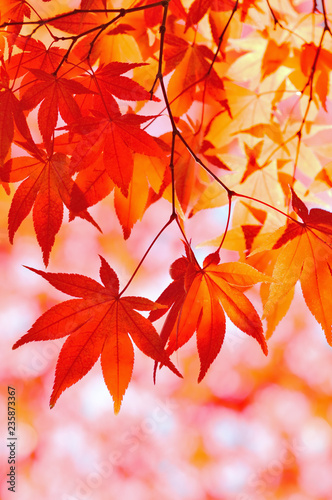 秋色　紅葉