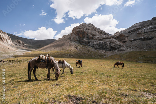 Horses resting and eating grass near a mountain pass