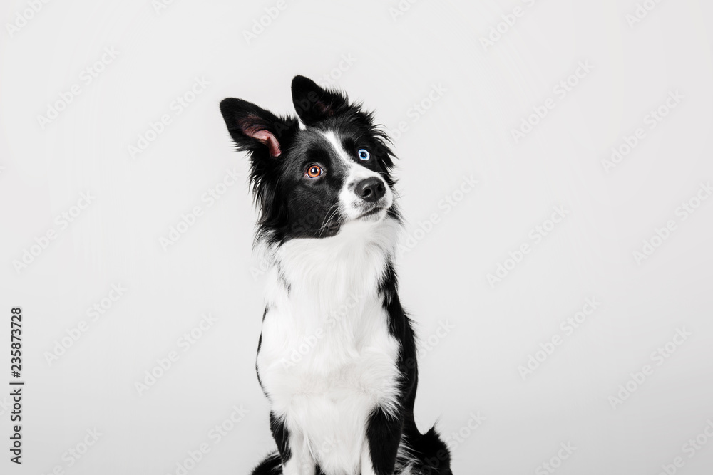 Border collie dog on white background