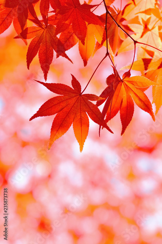 秋色 紅葉