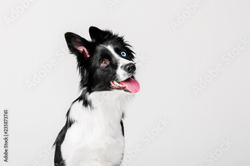 Border collie dog on white background