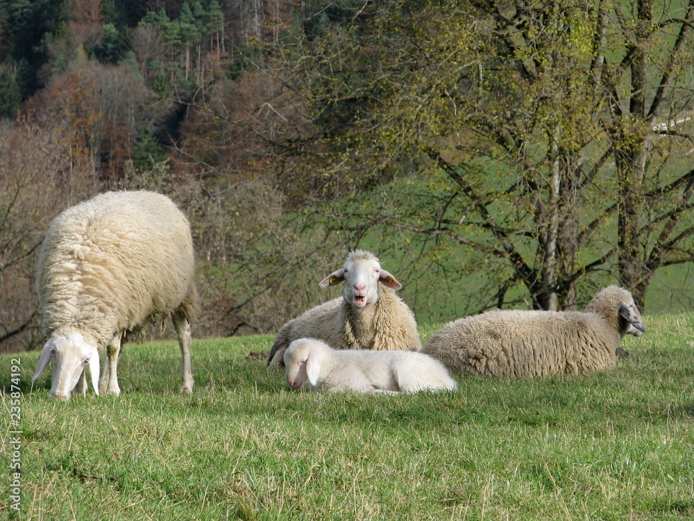 Naklejka premium Milk Sheep - Frauenstein - Austria