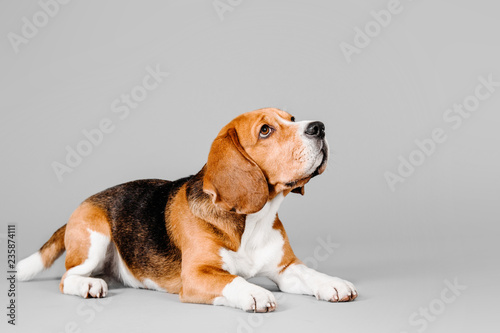Beautiful beagle dog on a gray background © OlgaOvcharenko