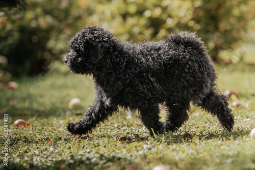 Hungarian puli puppy