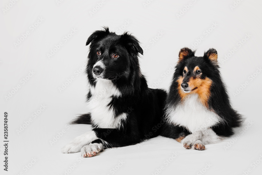 Border collie and shetland sheepdog sitting on a white background