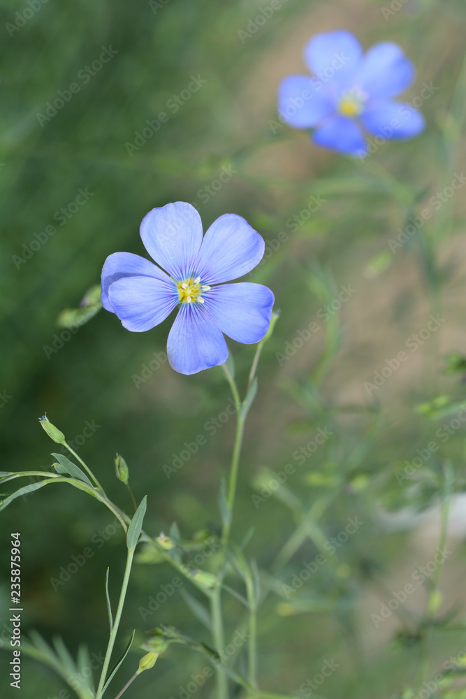 Alpine flax Alpine flax