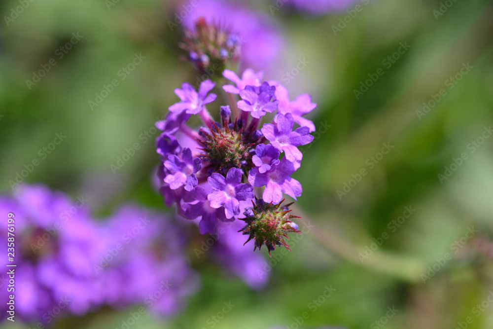 Fototapeta premium Slender vervain