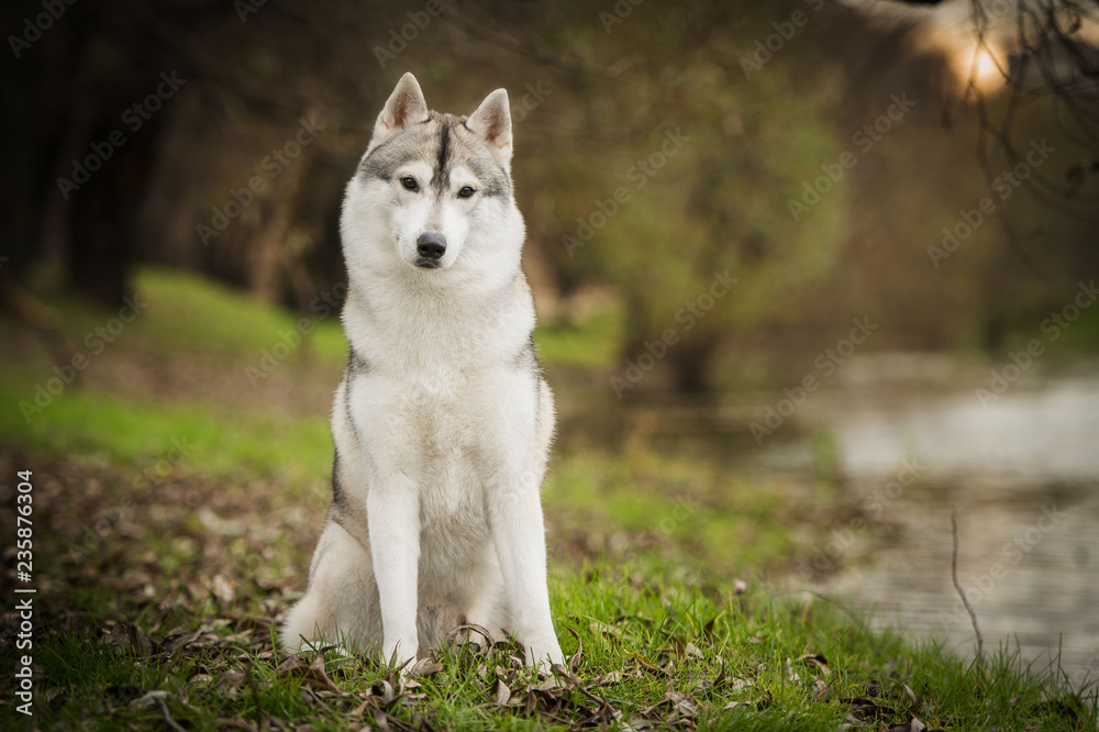 Beautiful husky dog at park