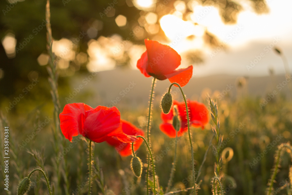 Naklejka premium wild poppies in sunset