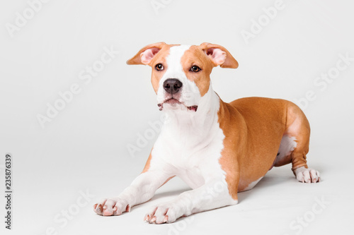 American Staffordshire Terrier dog isolated on white background