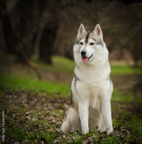 Beautiful husky dog at park