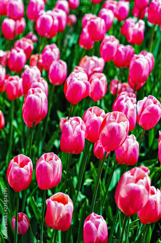 Pink tulips field
