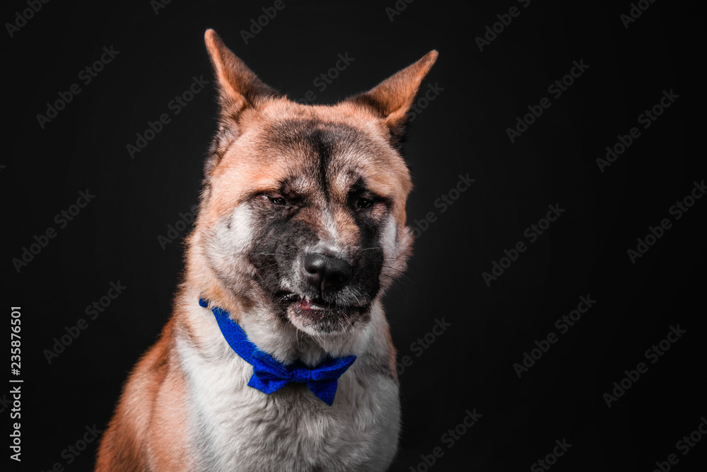 American akita dog portrait on black background