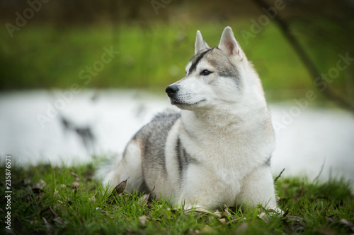 Beautiful husky dog at park
