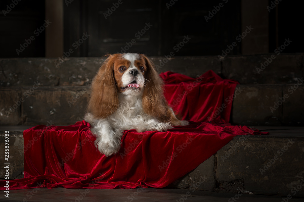 cavalier king charles spaniel studio
