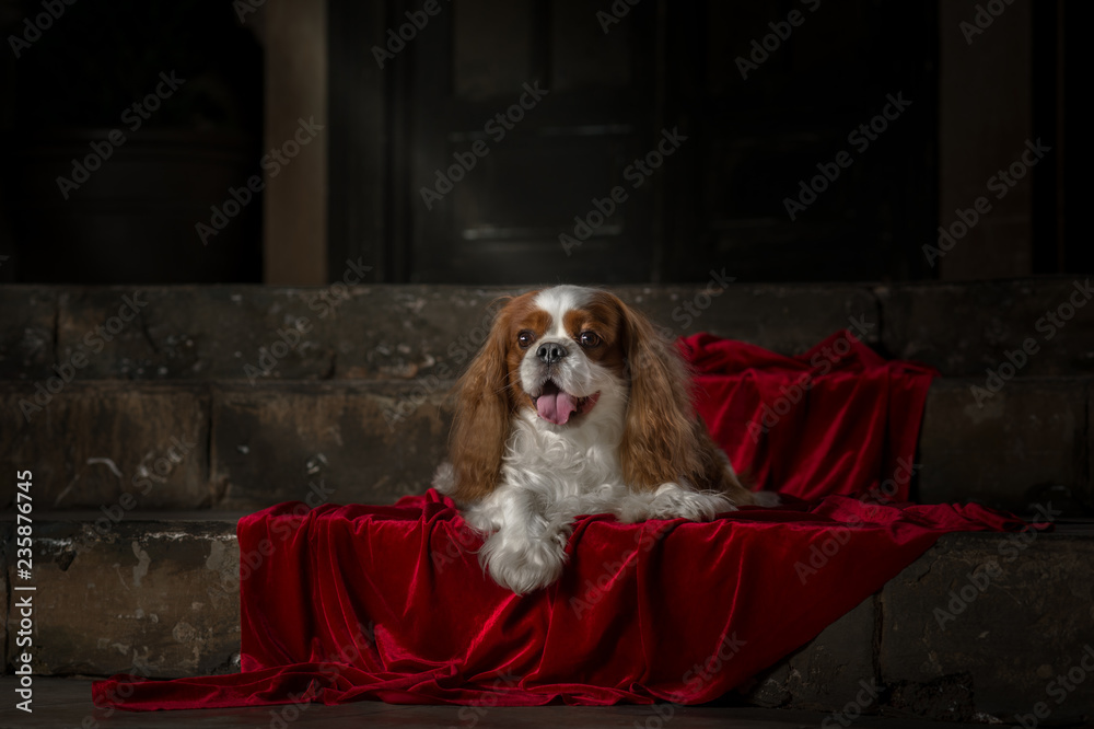 cavalier king charles spaniel studio