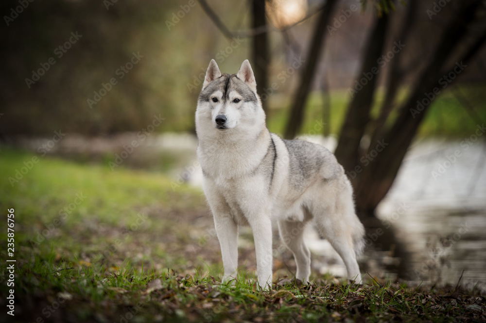 Obraz premium Beautiful husky dog at park