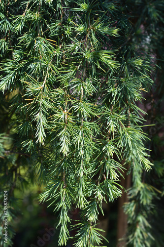 Deodar cedar