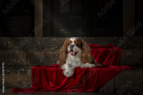Obraz na płótnie cavalier king charles spaniel studio w salonie