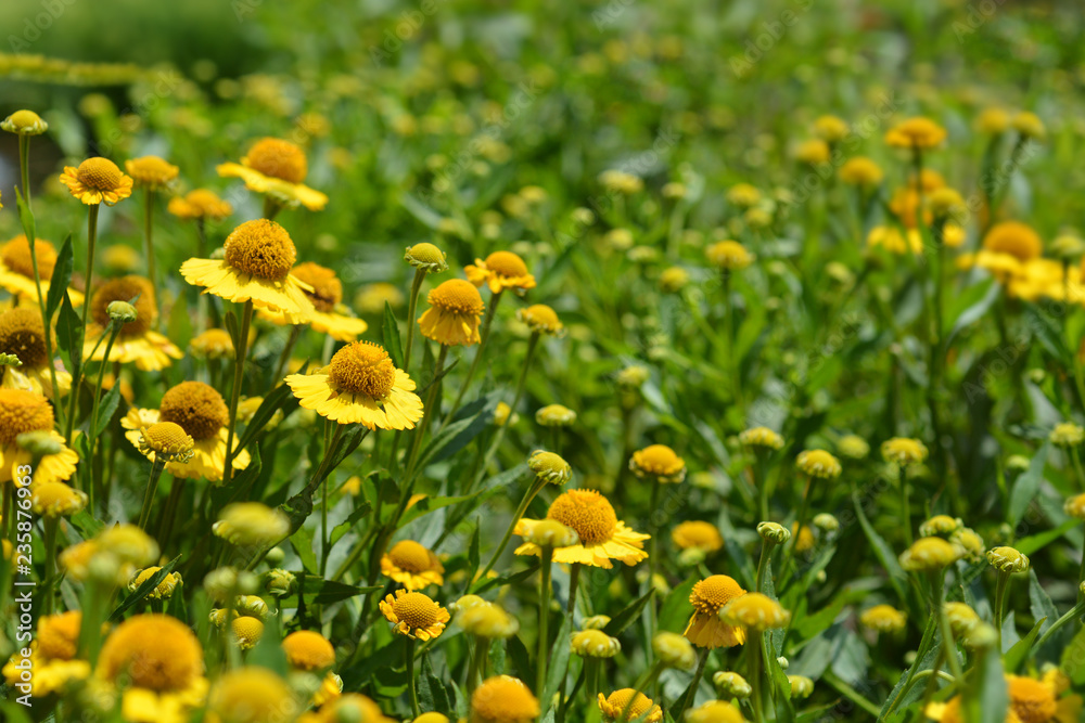 Obraz premium Common sneezeweed
