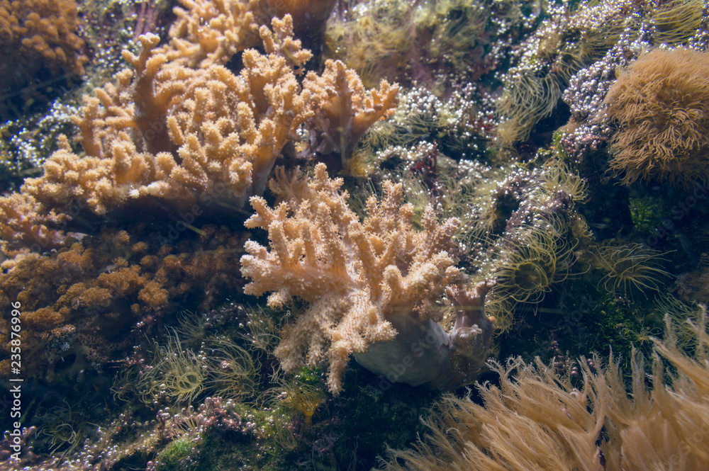 Fototapeta premium close up view of corals underwater
