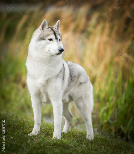 Beautiful husky dog © Alexandra