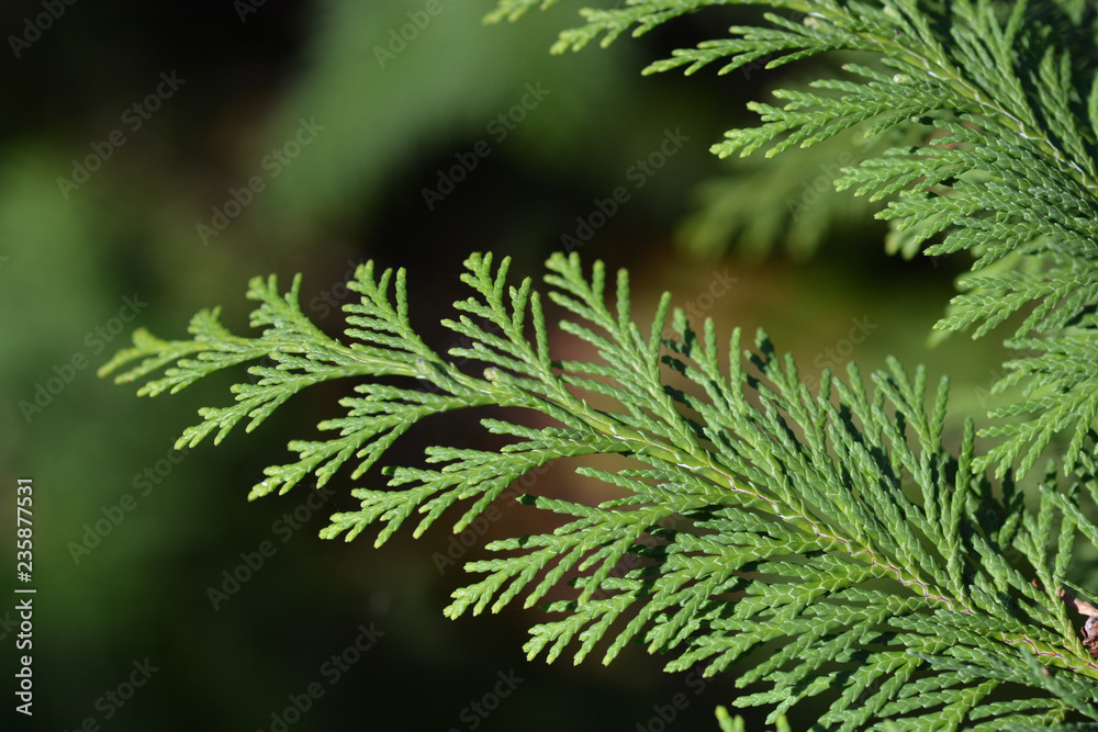 Lawson cypress Kelleris Gold Lawson cypress Kelleris Gold