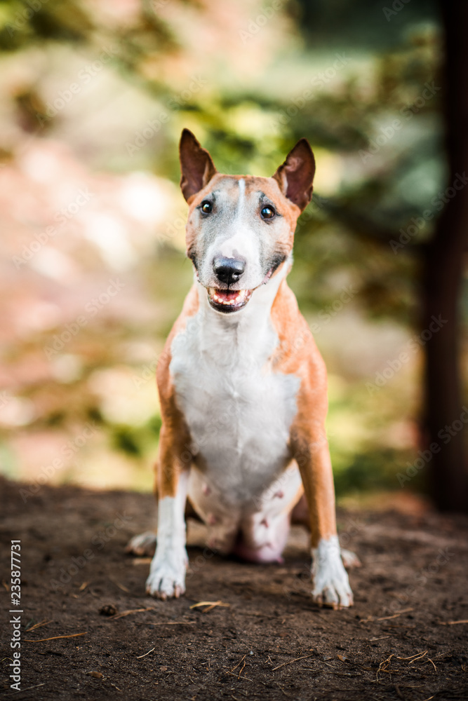 Old miniature bull terrier