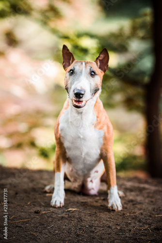 Obraz na płótnie Old miniature bull terrier w salonie