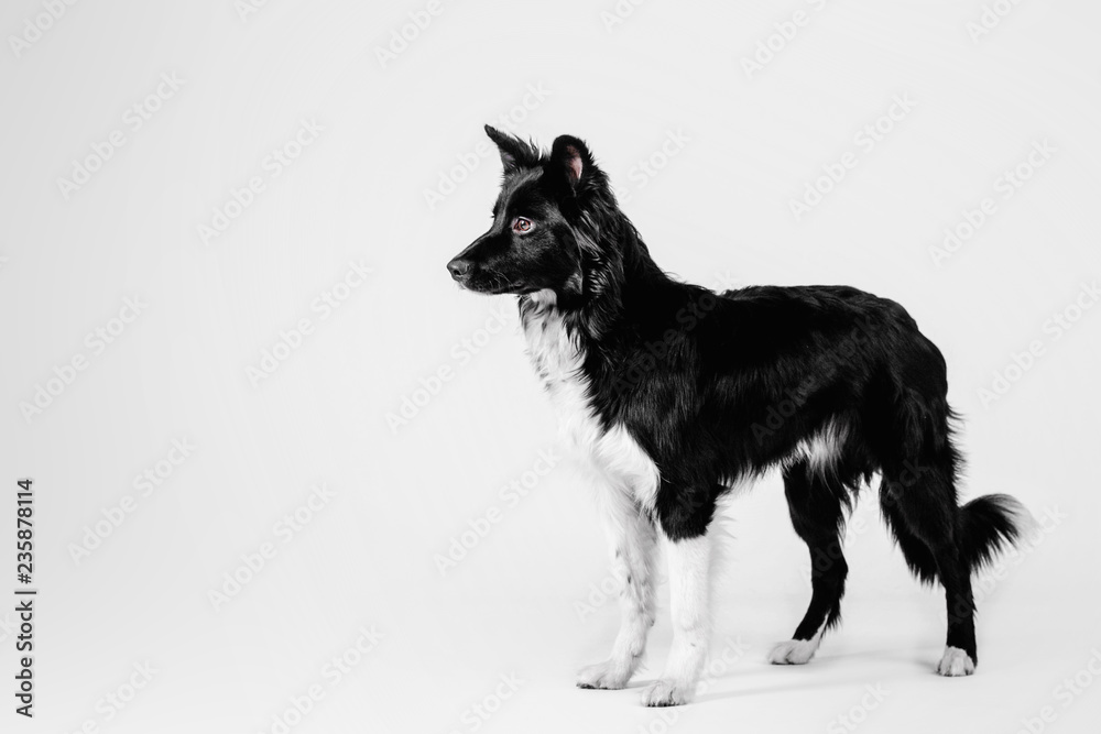 Border Collie dog on white background Border Collie dog on white background