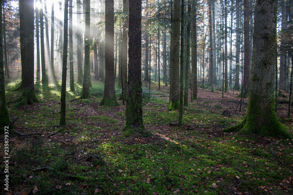 Moody autumn forest with rays of light in the Black Forest, Germany Moody autumn forest with rays of light in the Black Forest, Germany