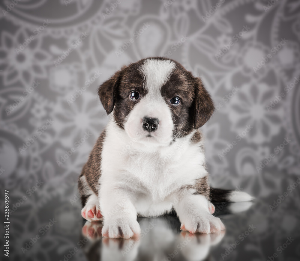 Fluffy christmas cardigan puppy 