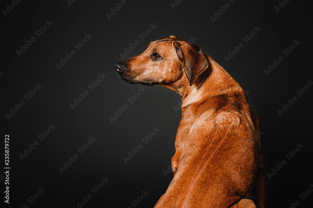 Rhodesian ridgeback dog portrait in the studio on a black background