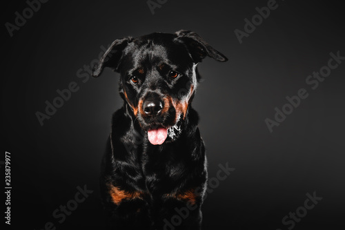 Beautiful Rottweiler dog portrait on a black background in the studio