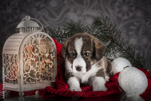 Fluffy christmas cardigan puppy  photo