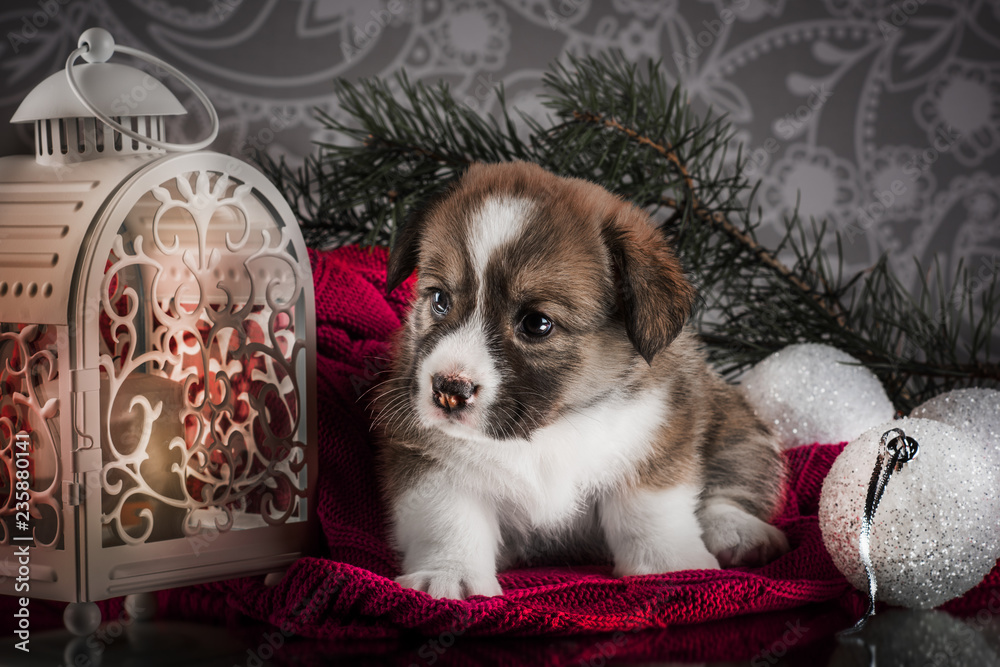 christmas Welsh corgi cardigan puppy - obrazy, fototapety, plakaty 