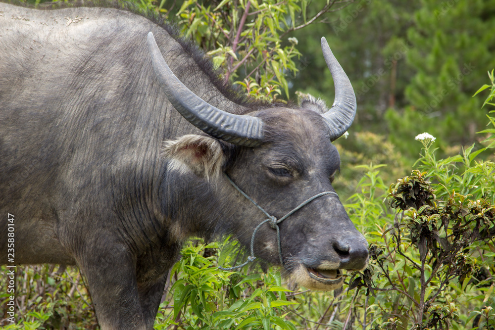 Close up of a water buffalo eating leaves Close up of a water buffalo eating leaves