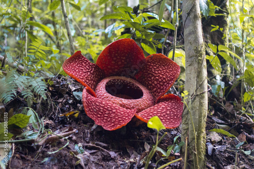 Rafflesia, the biggest flower in the world. photo