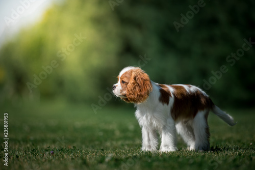 Obraz na płótnie cavalier king charles spaniel