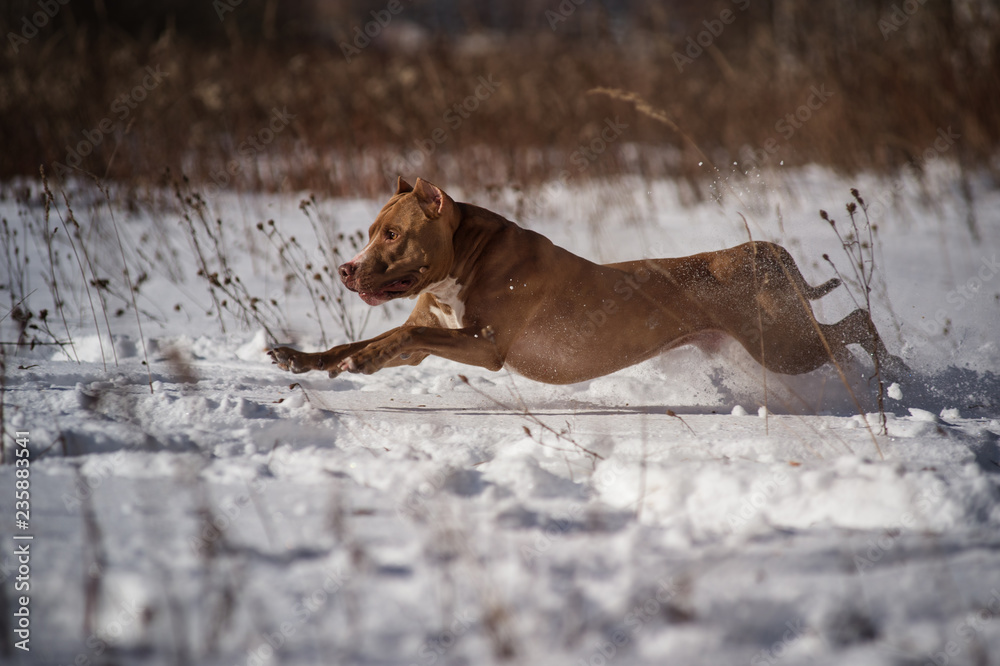 active pitbull training 