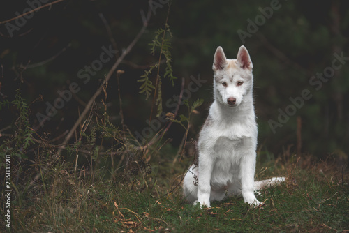 Husky puppy at the forest